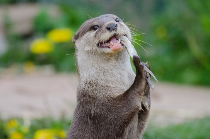 A single otter holding and biting onto a fish